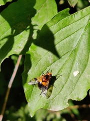 Volucella inflata