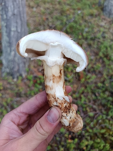 Matsutake