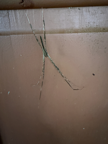 Deinopis longipes