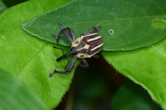 Sternuchopsis ceylonensis