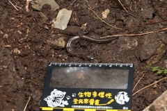 Hynobius arisanensis