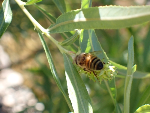 iNaturalist observation photo of Western Honey Bee