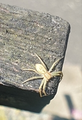 Philodromus rufus