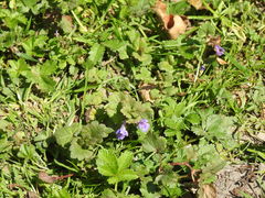 Glechoma hederacea