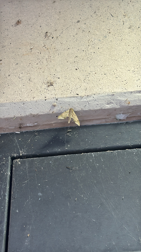 Virginia Creeper Sphinx