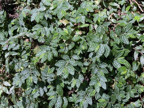 Elatostema parvum observed 2026-08-12