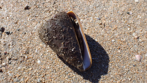 Conus quercinus observed 2026-08-11