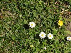 Bellis perennis