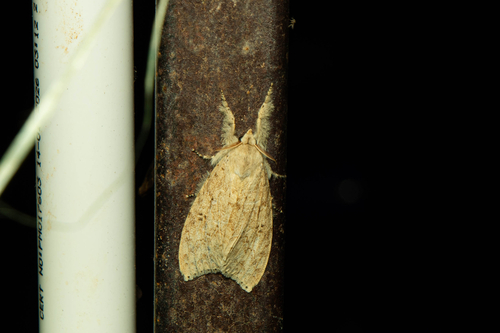 Calliteara angulata
