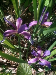 Iris graminea