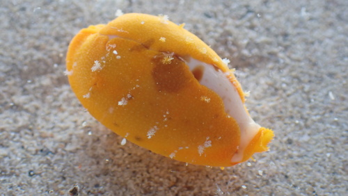 Cypraea saulae observed 2026-08-12