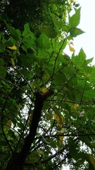 Pipturus arborescens