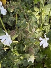 Behenantha