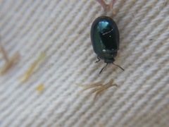 Plagiodera versicolora