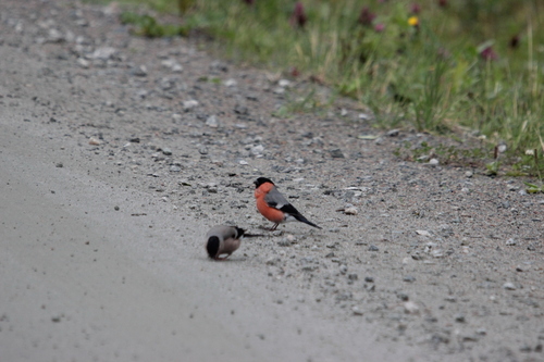 Eurasian Bullfinch