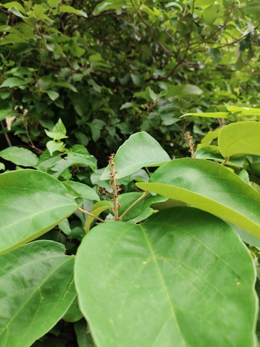 Sterculia guttata observed 2026-08-13