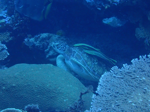 Green Sea Turtle observed by faymecca