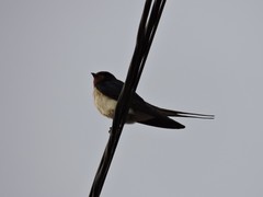 Hirundo rustica