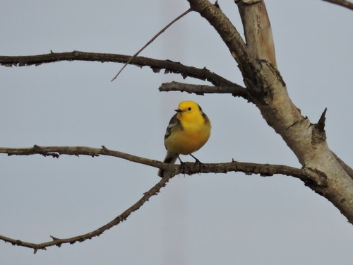 Lavandera cetrina (Motacilla citreola)