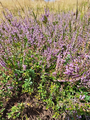 common heather