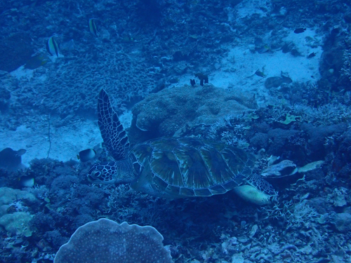 Green Sea Turtle observed by faymecca