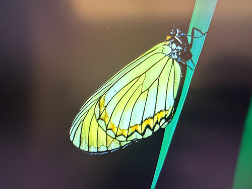 Yellow Coster