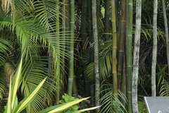 Heraclides cresphontes