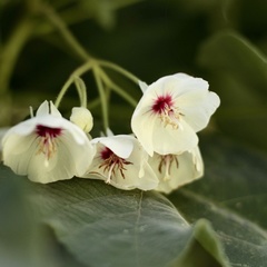 Dombeya pulchra