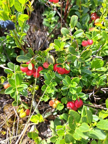 Lingonberry