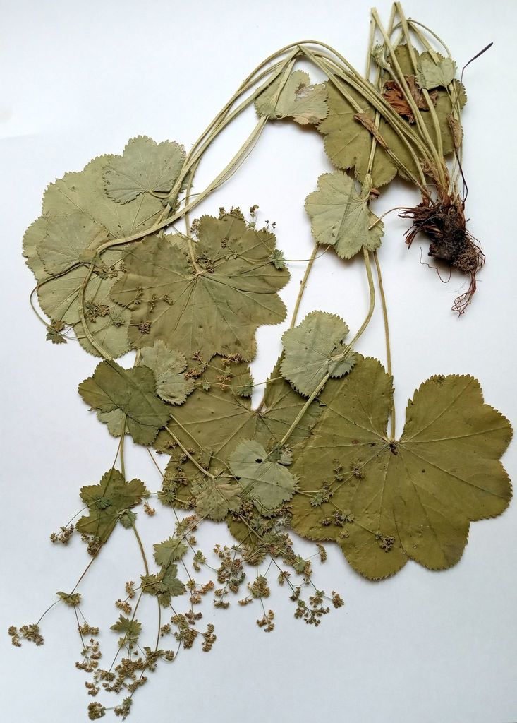 Alchemilla lindbergiana