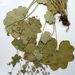 Alchemilla lindbergiana - Photo (c) Eduard Garin, some rights reserved (CC BY-NC), uploaded by Eduard Garin