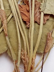 Alchemilla lindbergiana