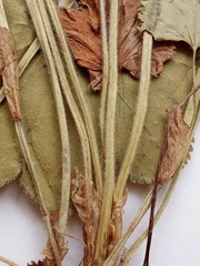 Alchemilla lindbergiana