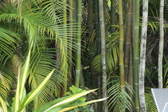 Heraclides cresphontes