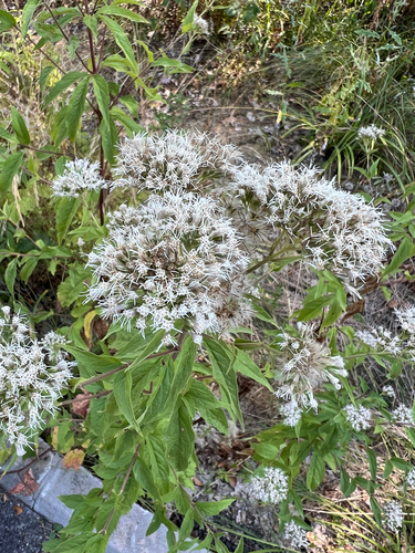 hemp agrimony