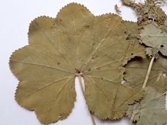 Alchemilla lindbergiana