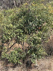 Euclea divinorum