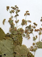 Alchemilla lindbergiana