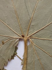 Alchemilla lindbergiana