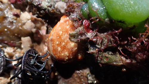Cypraea walkeri observed 2026-08-11