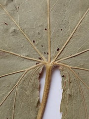 Alchemilla lindbergiana