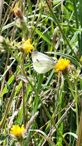 Green-veined White