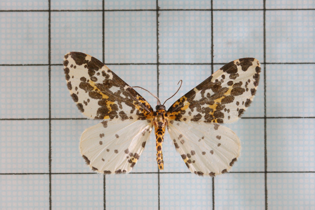 Abraxas fletcheri