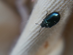 Plagiodera versicolora