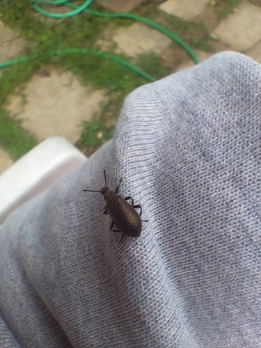 Hairy Darkling Beetle