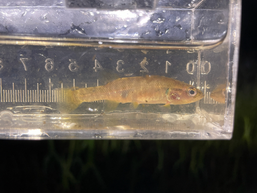 Olympic Mudminnow (Novumbra hubbsi) — Umbridae — 5
