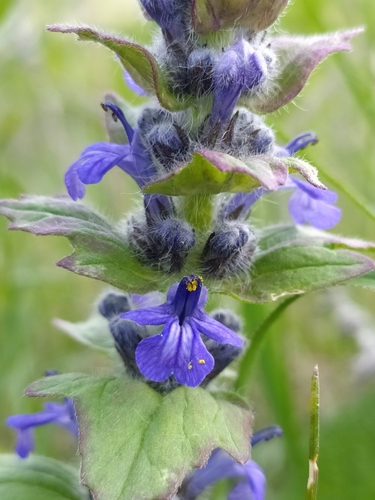 Blue Bugle