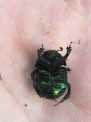 Geotrupidae