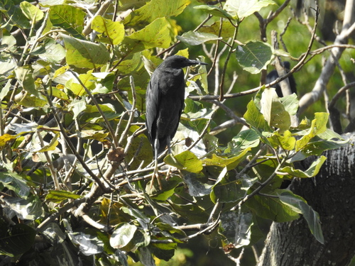 iNaturalist image