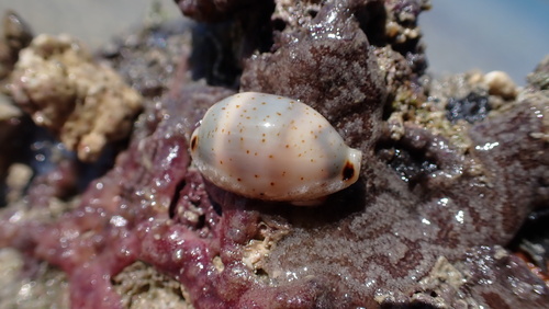 Cypraea hirundo observed 2026-08-10